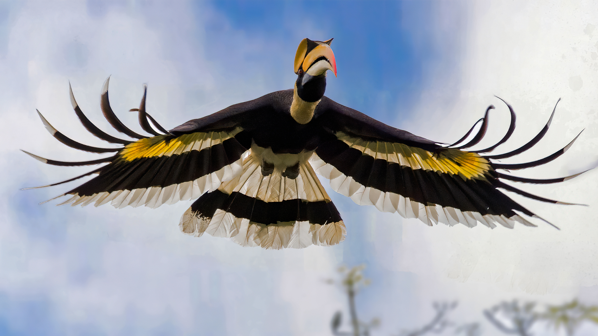 Gem of the Sky Magnificent Great Hornbill in Kaziranga, India © WWW.NEJIBAHMED.COM .jpg